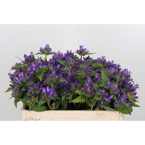 Campanula Glom Blauw Anoeska