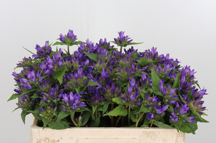 <h4>Campanula Glom Blauw Anoeska</h4>