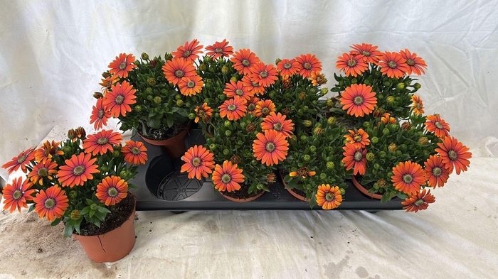 <h4>OSTEO FP ORANGE</h4>