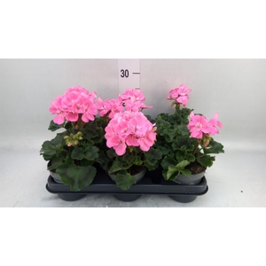 Pelargonium zona.   ...F1