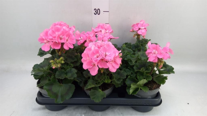 <h4>Pelargonium zona. ...F1</h4>