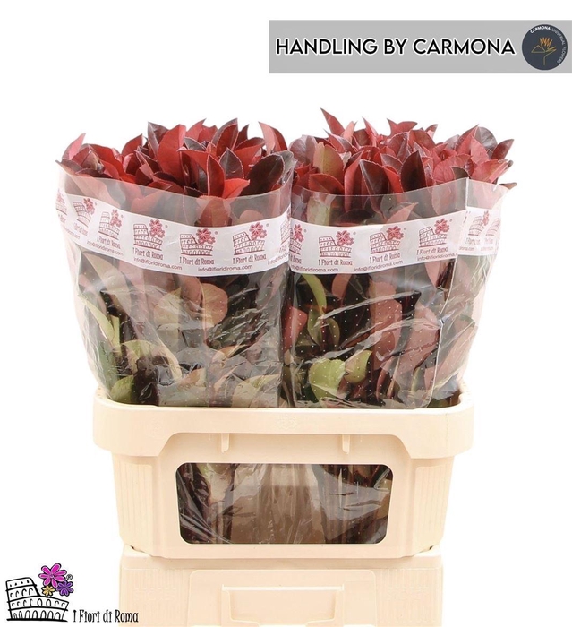 <h4>Photinia X F Red Robin</h4>