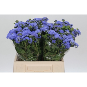 Ageratum Blue Planet
