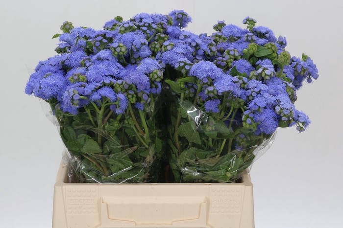 <h4>Ageratum Blue Planet</h4>