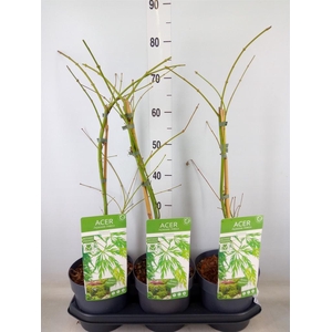 Acer palmatum 'Dissectum'