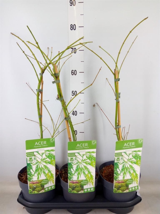 <h4>Acer palmatum 'Dissectum'</h4>