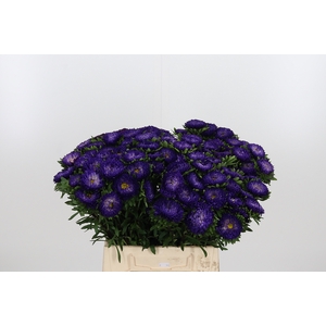 Callistephus Mats Blauw