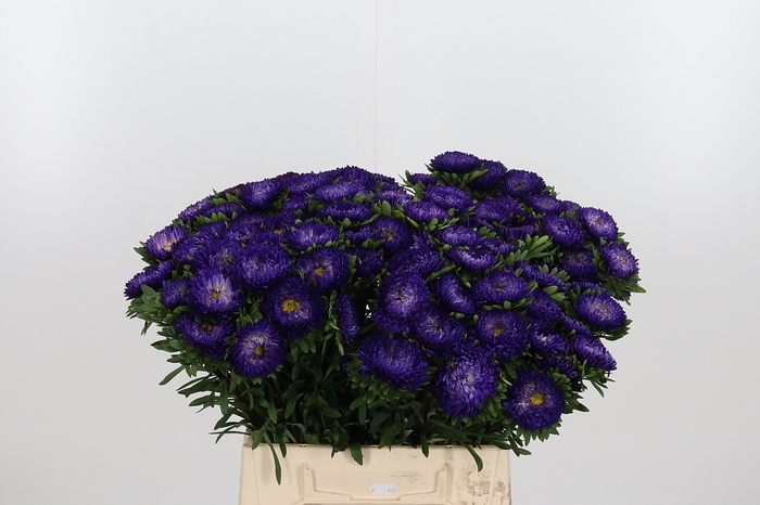 <h4>Callistephus Mats Blauw</h4>