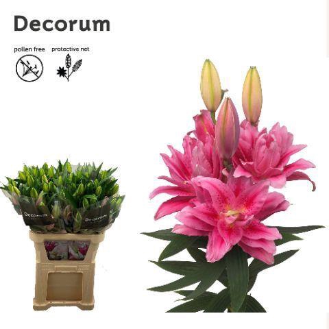 Lilium Oriental dubbel Grp Roselily Viola