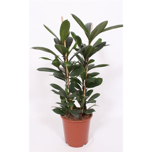 <h4>Ficus Cyathistipula 2pp</h4>