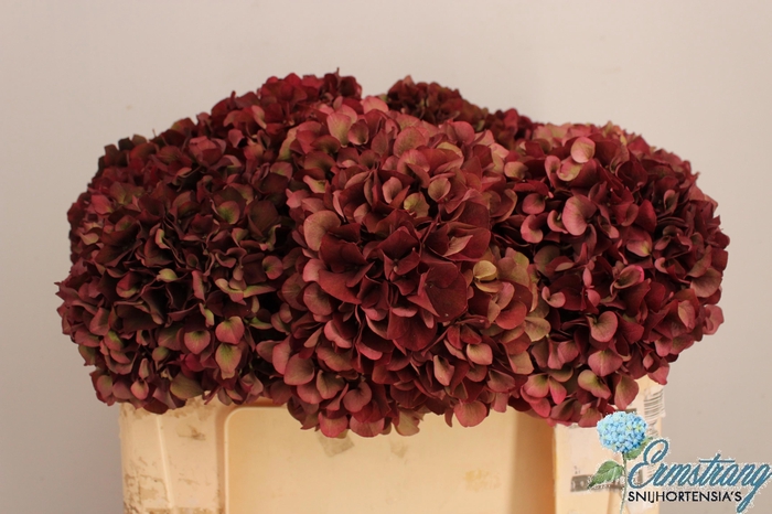 <h4>HYDR M MAG RUBYRD CL</h4>