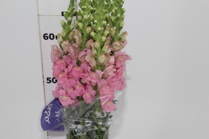 <h4>BOCA DE LEAO CALIMA PINK 070 CM PIN</h4>