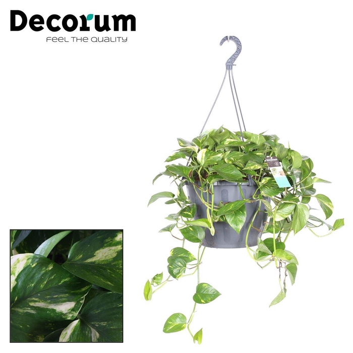 <h4>Epipremnum pinnatum 'Aureum' (hang)</h4>