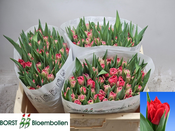 <h4>TU DU DOUBLE TWIST</h4>