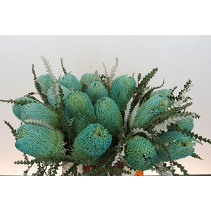 Banksia Speciosa Turquoise