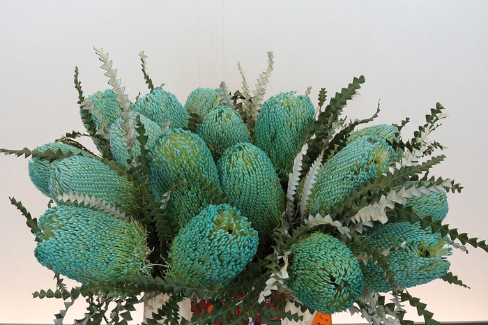 <h4>Banksia Speciosa Turquoise</h4>