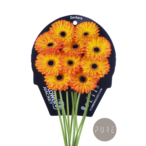 <h4>Gr GE Catwalk flowerracket</h4>