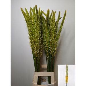 EREMURUS MONEYMAKER
