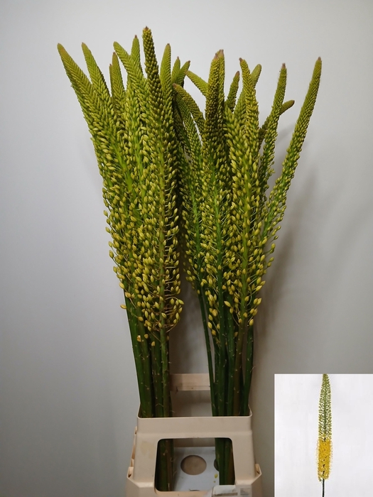 <h4>EREMURUS MONEYMAKER</h4>