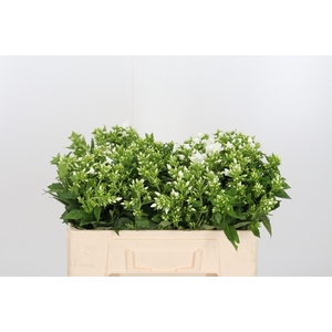 Phlox P Snowy