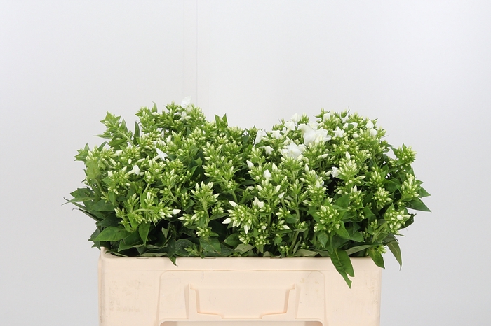 Phlox P Snowy
