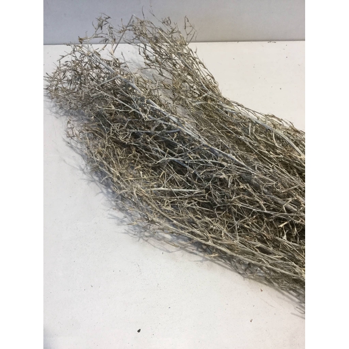 <h4>DRIED FLOWERS - CHILI GRASS 85-95CM 100GR</h4>