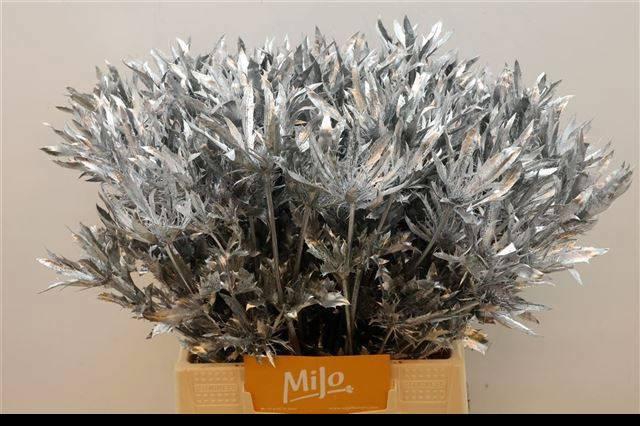 <h4>ERYN PL OV KLB H%</h4>