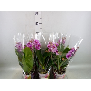 Phalaenopsis multi.   ...rose
