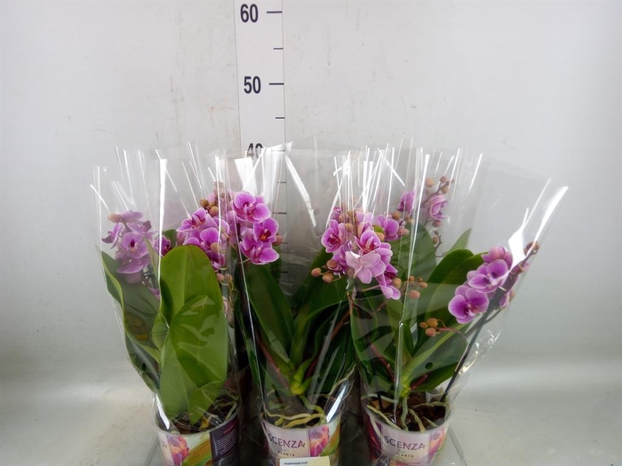 <h4>Phalaenopsis multi.   ...rose</h4>