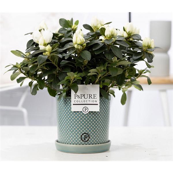 <h4>1st class Azalea white in P&PURE Lauren ceramics</h4>