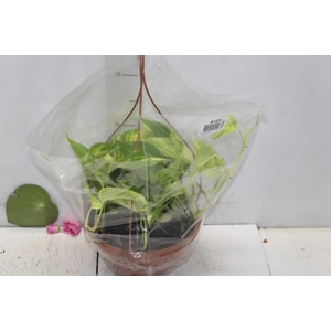 JIBOIA BRANCO PEND C21 PENDENTE