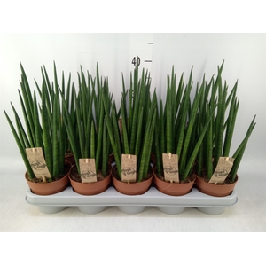 Sansevieria bacularis