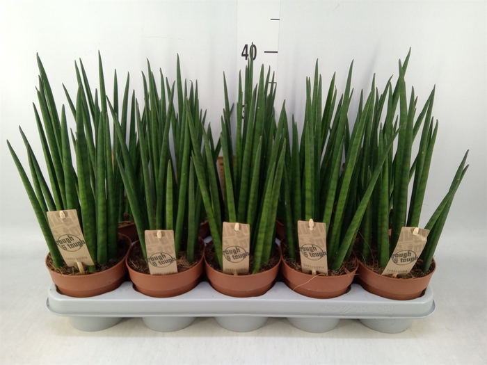 <h4>Sansevieria bacularis</h4>