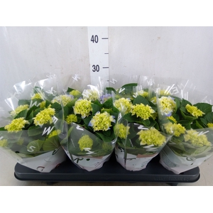 Hydrangea mac. 'Fabolo'