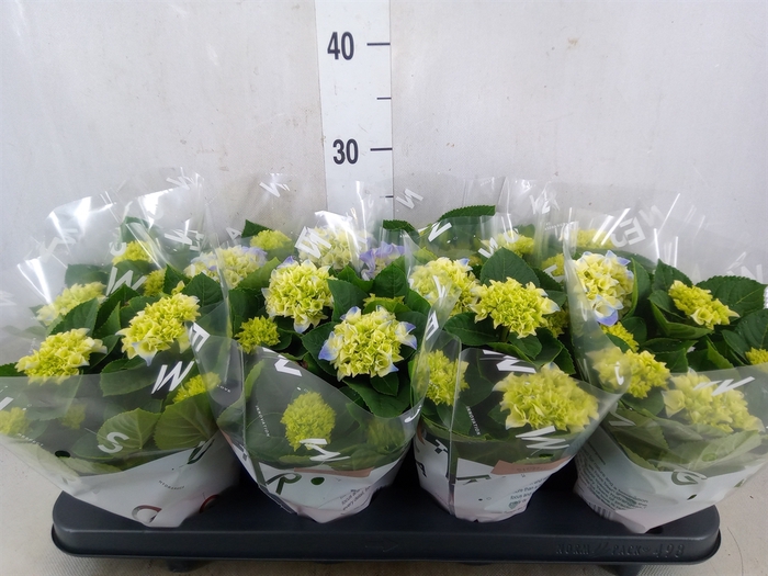 <h4>Hydrangea mac. 'Fabolo'</h4>