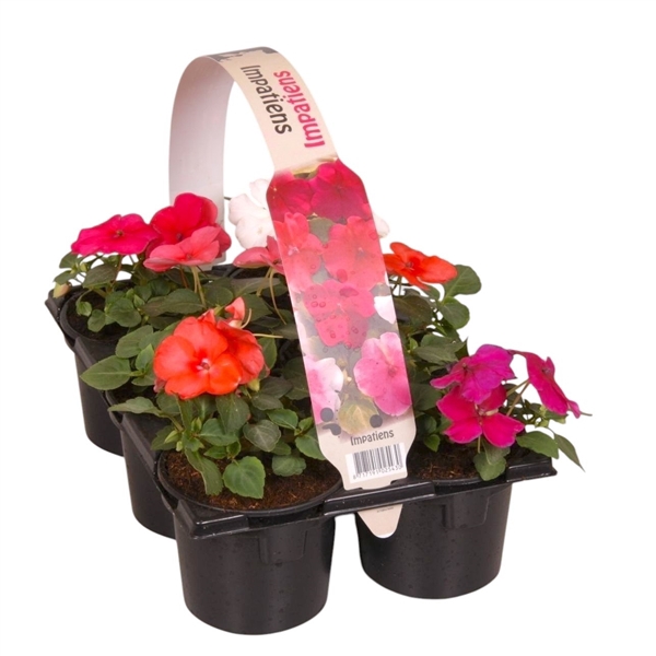 <h4>Impatiens Walleriana gemengd 6p</h4>
