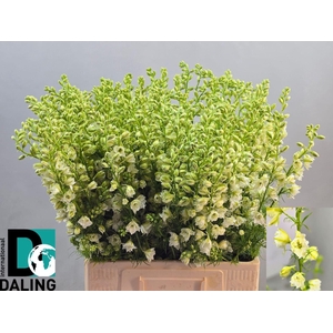 DELPH CONSALIDA QIS WHITE