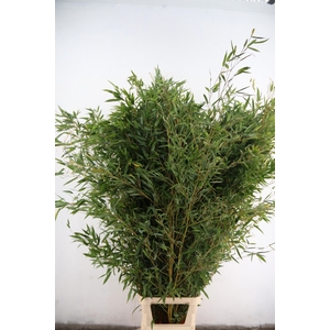DECOGROEN OV
