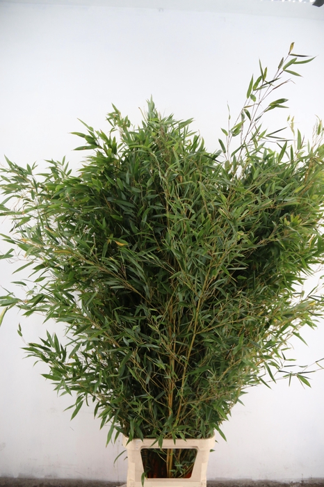 <h4>DECOGROEN OV</h4>