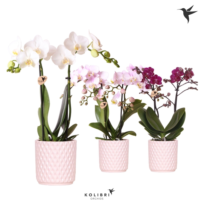 <h4>Kolibri Orchids Phalaenopsis mix 2 spike in Diamond Pearl pink</h4>
