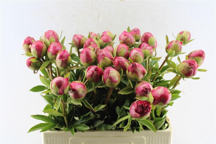 <h4>Paeonia L Com Performance</h4>