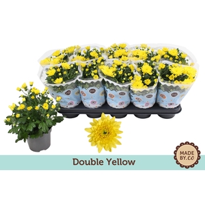Chrysant Double Yellow
