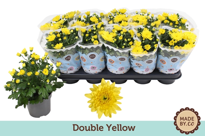 <h4>Chrysant Double Yellow</h4>