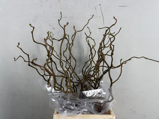 <h4>Corylus (1-jarig)</h4>