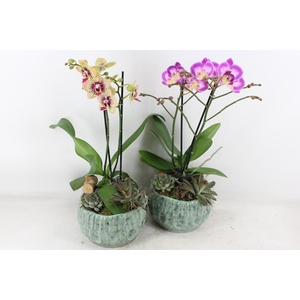 arr2 JS - Ker. rond green phal.x3