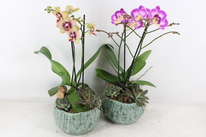 Arr2 Js - Ker. Rond Green Phal.x3