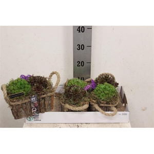 Arrangementen Sempervivum 6%