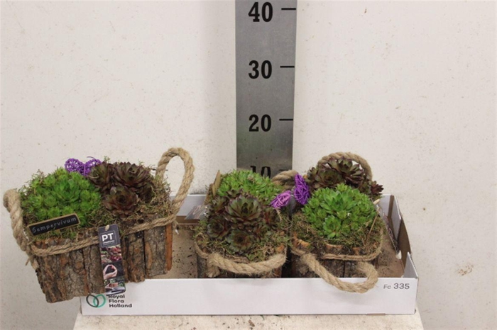 <h4>Arrangementen Sempervivum 6%</h4>