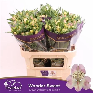 ALSTR WONDER SWEET