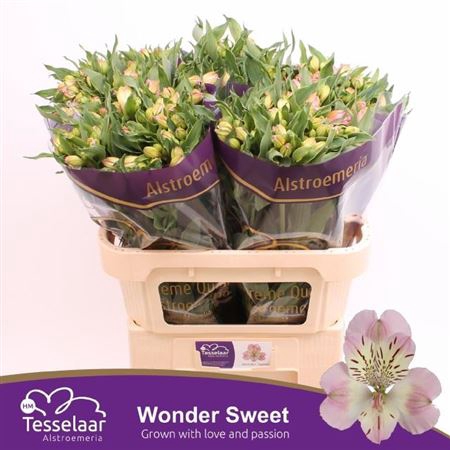 ALSTR WONDER SWEET